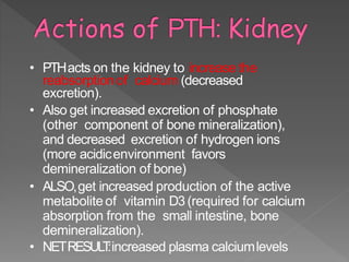 • PTHacts on the kidney to increase the
reabsorptionof calcium (decreased
excretion).
• Also get increased excretion of phosphate
(other component of bone mineralization),
and decreased excretion of hydrogen ions
(more acidicenvironment favors
demineralization of bone)
• ALSO,get increased production of the active
metaboliteof vitamin D3(required for calcium
absorption from the small intestine, bone
demineralization).
• NETRESULT:increased plasma calciumlevels
 