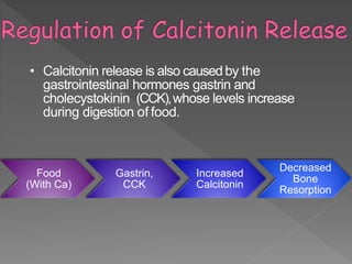 • Calcitonin release is also caused by the
gastrointestinal hormones gastrin and
cholecystokinin (CCK),whose levels increase
during digestion of food.
Food
(With Ca)
Gastrin,
CCK
Increased
Calcitonin
Decreased
Bone
Resorption
 