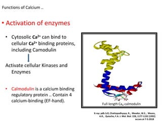 • Cytosolic Ca2+ can bind to
cellular Ca2+ binding proteins,
including Camodulin
Activate cellular Kinases and
Enzymes
• Calmodulin is a calcium binding
regulatory protein .. Contain 4
calcium-binding (EF-hand).
Full-length Ca4-calmodulin
X-ray: pdb 1cll; Chattopadhyaya, R., Meador, W.E., Means,
A.R., Quiocho, F.A. J. Mol. Biol. 228, 1177-1192 (1992)
accses at 7-3-2018
• Activation of enzymes
Functions of Calcium ..
 
