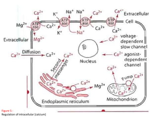 :Figure 5
Regulation of intracellular [calcium]
 