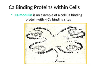Calmodulin Function calcium in human body and its nutrient needs | PPTX