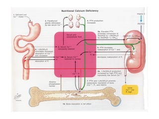calcium in human body and its nutrient needs | PPTX