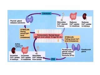 calcium in human body and its nutrient needs | PPTX