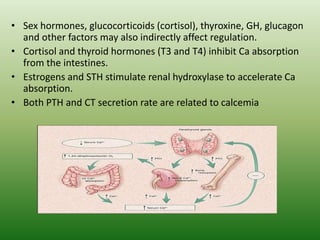 • Sex hormones, glucocorticoids (cortisol), thyroxine, GH, glucagon
and other factors may also indirectly affect regulation.
• Cortisol and thyroid hormones (T3 and T4) inhibit Ca absorption
from the intestines.
• Estrogens and STH stimulate renal hydroxylase to accelerate Ca
absorption.
• Both PTH and CT secretion rate are related to calcemia
 