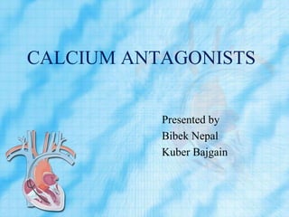CALCIUM ANTAGONISTS
Presented by
Bibek Nepal
Kuber Bajgain
 