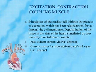 EXCITATION–CONTRACTION
COUPLING MUSCLE
o Stimulation of the cardiac cell initiates the process
of excitation, which has been related to ion fluxes
through the cell membrane. Depolarization of the
tissue in the atria of the heart is mediated by two
inwardly directed ionic currents.
i. Fast sodium current via Na+ channel
ii. Current caused by slow activation of an L-type
Ca++
channel
 