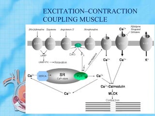 EXCITATION–CONTRACTION
COUPLING MUSCLE
 
