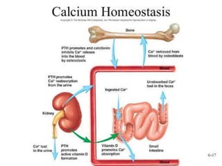 Calcium biochemical role, rda and deficiency | PPTX