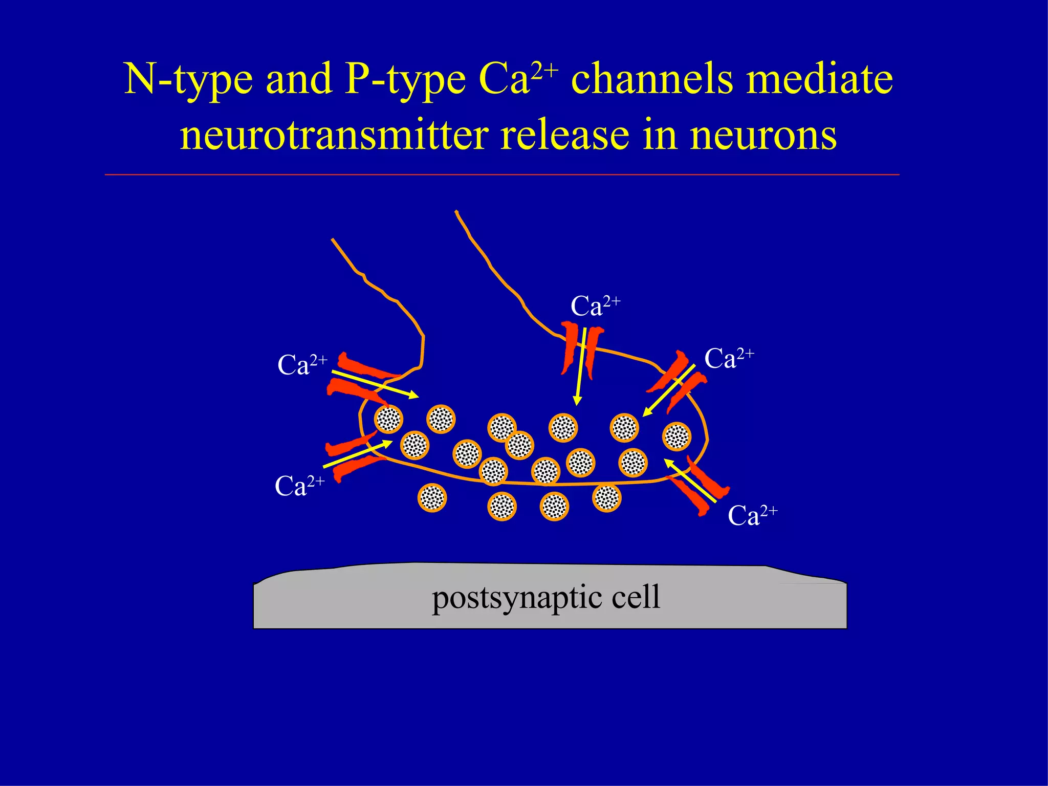 N-type and P-type Ca 2+  channels mediate  neurotransmitter release in neurons  postsynaptic cell Ca 2+ Ca 2+ Ca 2+ Ca 2+ Ca 2+ 