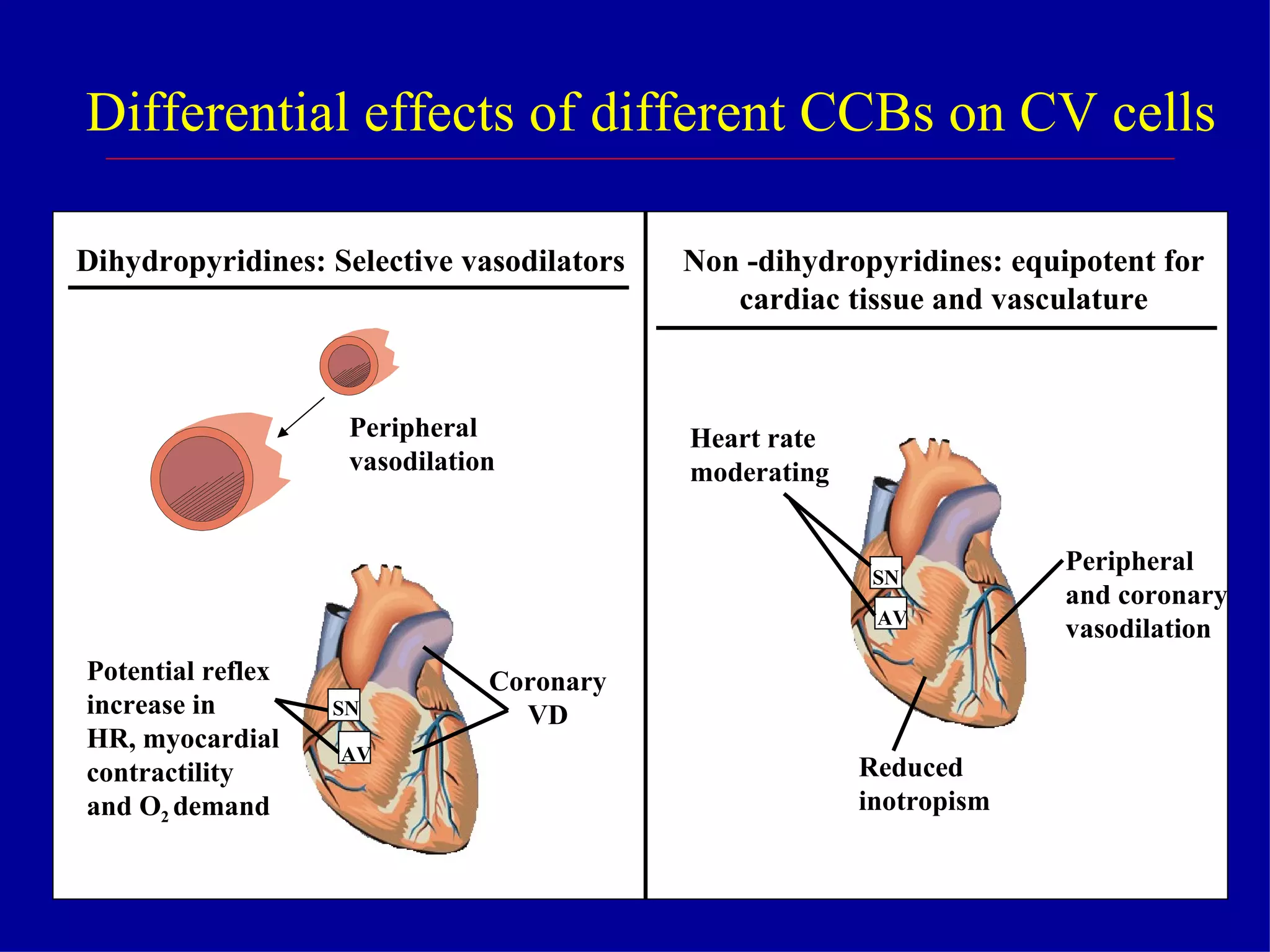 Differential effects of different CCBs on CV cells AV SN AV SN Potential reflex increase in HR, myocardial contractility and O 2  demand Coronary VD Dihydropyridines: Selective vasodilators Non -dihydropyridines: equipotent for cardiac tissue and vasculature Heart rate moderating Peripheral and coronary vasodilation Reduced inotropism Peripheral vasodilation 