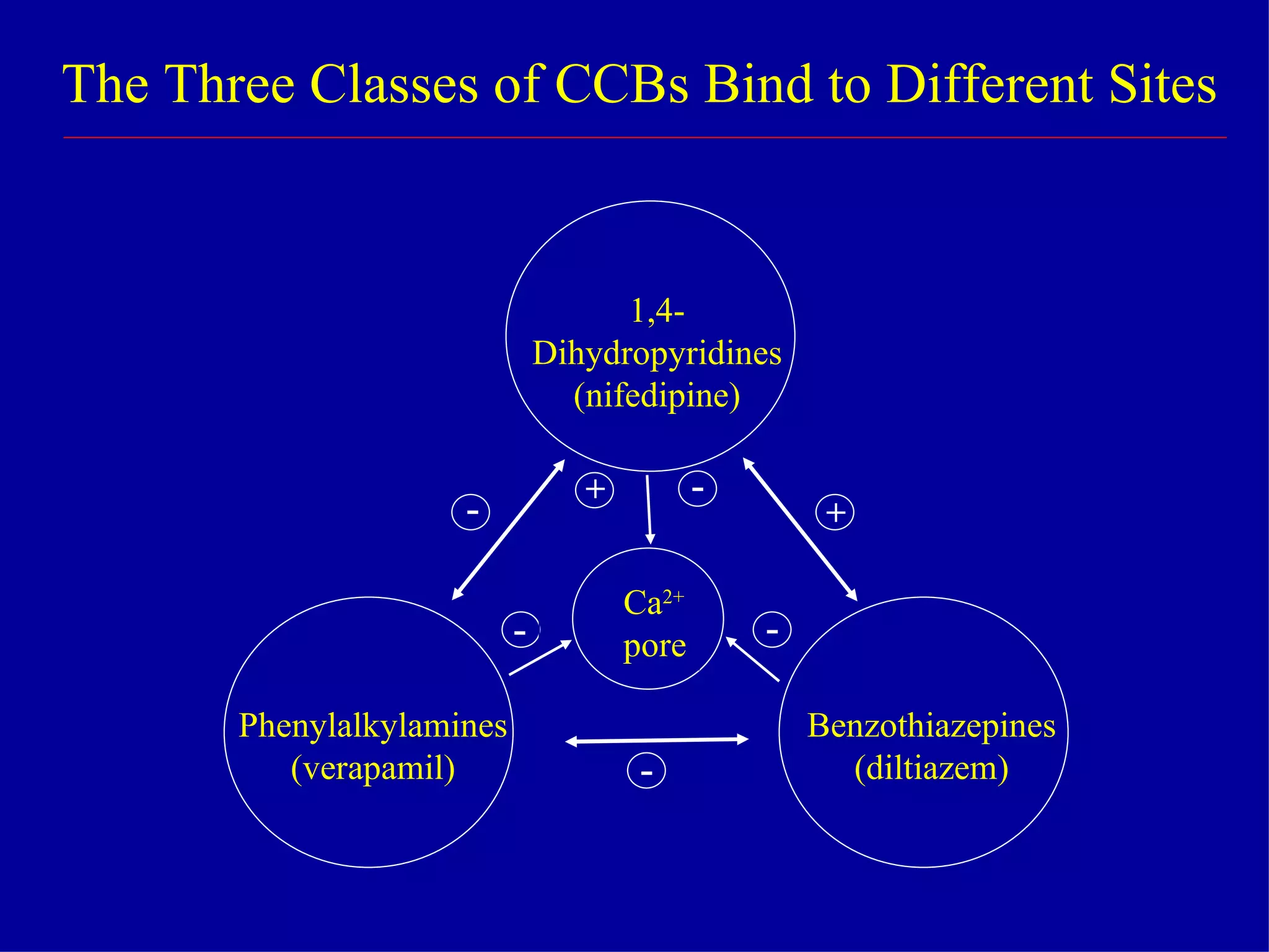 The Three Classes of CCBs Bind to Different Sites   1,4- Dihydropyridines (nifedipine) Phenylalkylamines (verapamil) Benzothiazepines (diltiazem) Ca 2+ pore - - - - + + - 