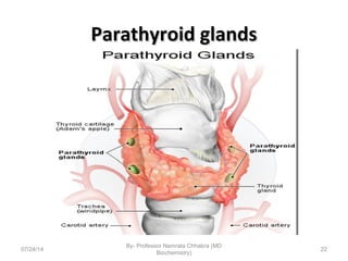 Parathyroid glandsParathyroid glands
07/24/14
By- Professor Namrata Chhabra (MD
Biochemistry)
22
 