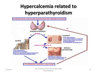 Hypercalcemia related toHypercalcemia related to
hyperparathyroidismhyperparathyroidism
07/24/14
By- Professor Namrata Chhabra (MD
Biochemistry)
47
 