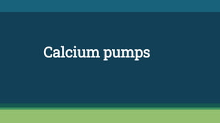 Calcium pumps
 