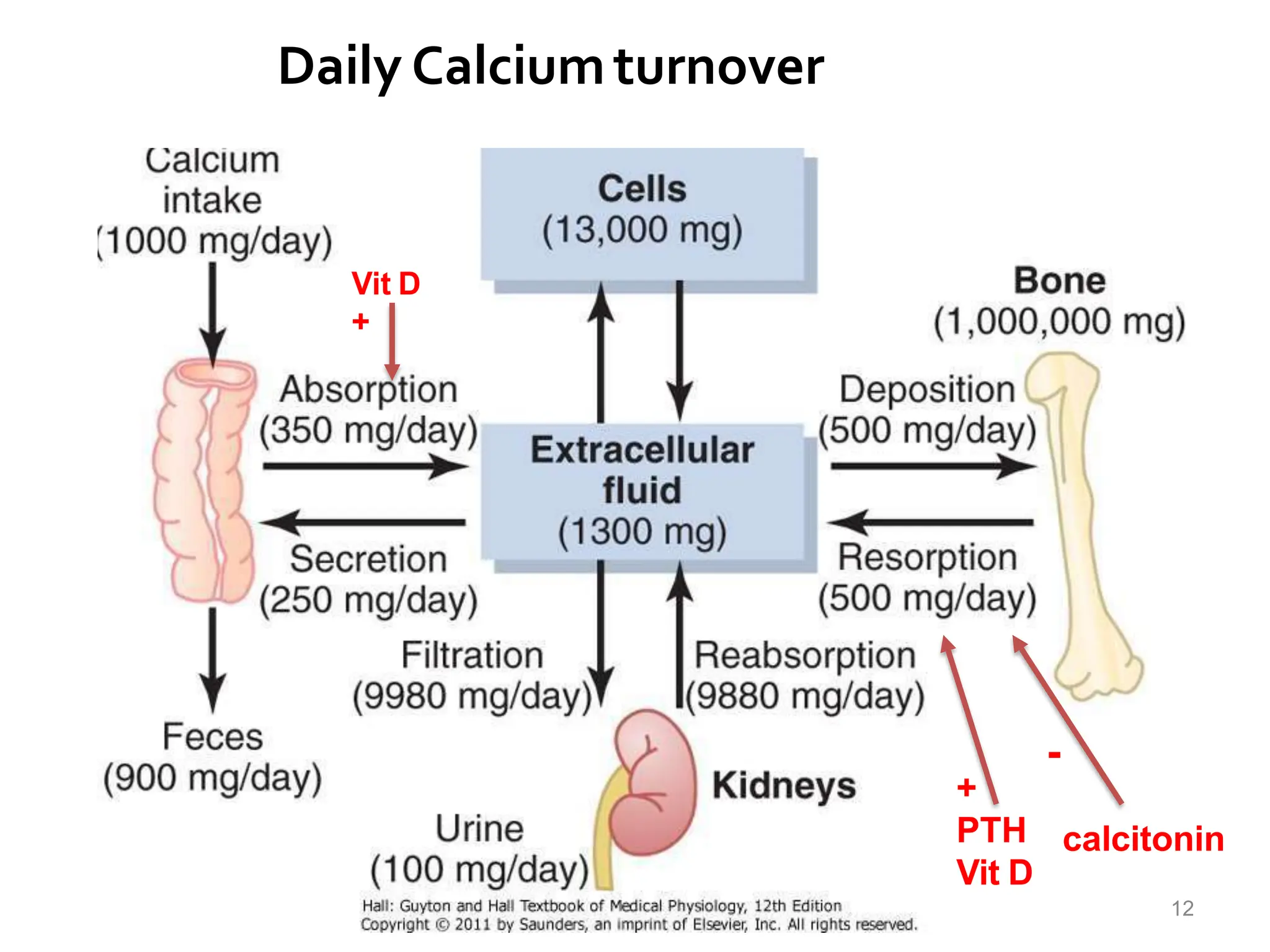 CALCIUM AND PHOSPHATE METABOLISM.pptx