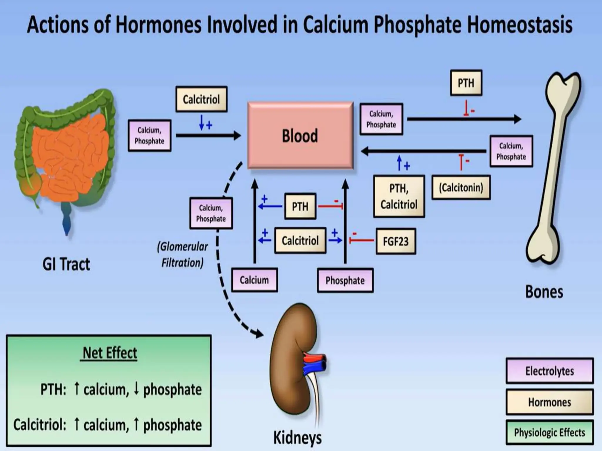 Beautiful view of Phosphorus Metabolism And Calcium
