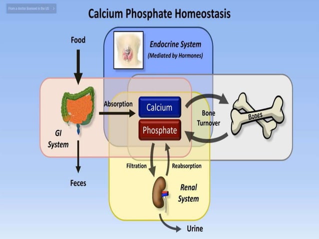 Calcium and phosphate metabolism in the body.pptx