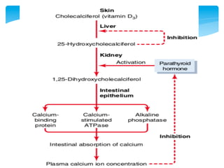 Calcium and phosphate metabolism | PDF