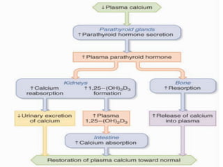 Calcium and phosphate metabolism | PDF