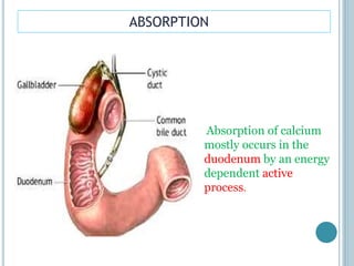 ABSORPTION
Absorption of calcium
mostly occurs in the
duodenum by an energy
dependent active
process.
 