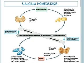 CALCIUM HOMEOSTASIS
 