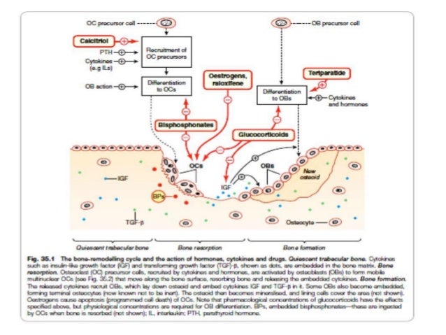 Calcium and pth and osteoporosis mbbs