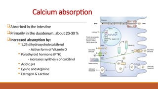 Calcium and Vitamin D Metabolism Slide.pptx