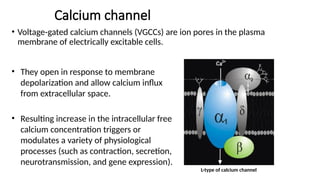 Calcium channel
• Voltage-gated calcium channels (VGCCs) are ion pores in the plasma
membrane of electrically excitable cells.
• They open in response to membrane
depolarization and allow calcium influx
from extracellular space.
• Resulting increase in the intracellular free
calcium concentration triggers or
modulates a variety of physiological
processes (such as contraction, secretion,
neurotransmission, and gene expression).
L-type of calcium channel
 