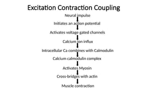 Muscle contraction
Cross-bridges with actin
Activates Myosin
Calcium calmodulin complex
Intracellular Ca combines with Calmodulin
Neural impulse
Initiates an action potential
Activates voltage gated channels
Calcium ion influx
Excitation Contraction Coupling
 