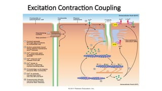 Excitation Contraction Coupling
 