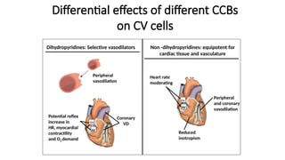 Differential effects of different CCBs
on CV cells
AV
SN
AV
SN
Potential reflex
increase in
HR, myocardial
contractility
and O2 demand
Coronary
VD
Dihydropyridines: Selective vasodilators Non -dihydropyridines: equipotent for
cardiac tissue and vasculature
Heart rate
moderating
Peripheral
and coronary
vasodilation
Reduced
inotropism
Peripheral
vasodilation
 