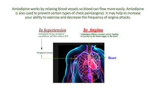 Amlodipine works by relaxing blood vessels so blood can flow more easily. Amlodipine
is also used to prevent certain types of chest pain(angina). It may help to increase
your ability to exercise and decrease the frequency of angina attacks.
Amlodipine Dilates coronary artery leading
to increase in the blood supply to the heart.
Heart
Peripheral Arteries
Amlodipine brings peripheral
vasodilation and thus reduces B.P.
In hypertension In Angina
 
