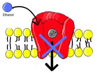 Calcium channel blockers