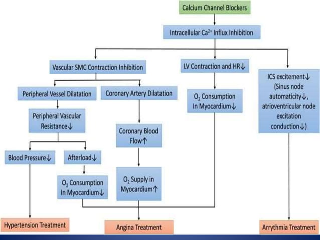 Calcium channel blockers | PPT