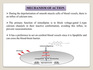 MECHANISM OF ACTION
 During the depolarization of smooth muscle cells of blood vessels, there is
an influx of calcium ions.
 The primary function of nimodipine is to block voltage-gated L-type
calcium channels in their inactive conformation, avoiding this influx, to
prevent vasoconstriction.
 It has a preference to act on cerebral blood vessels since it is lipophilic and
can cross the blood-brain barrier.
 