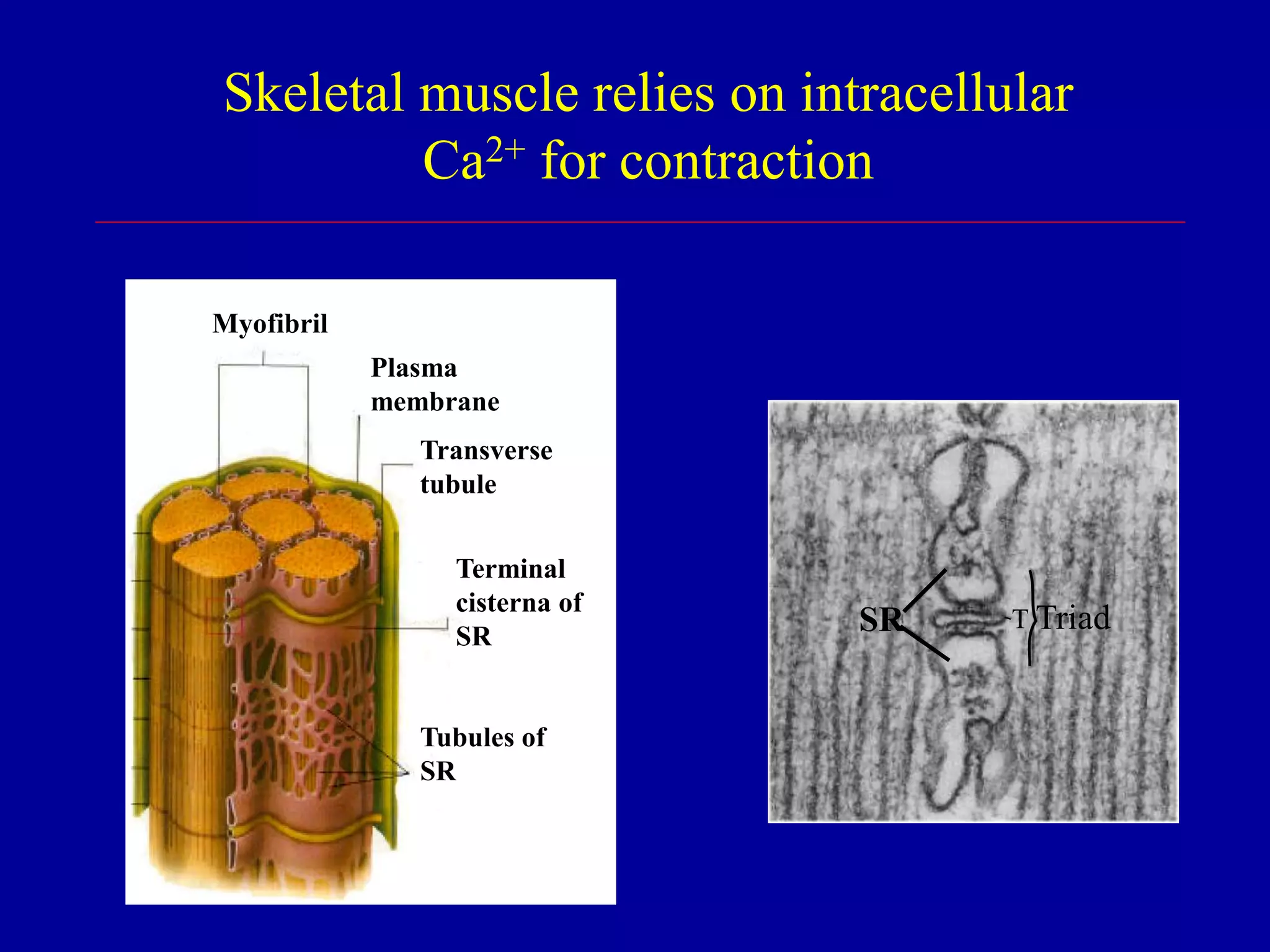 Myofibril
Plasma
membrane
Transverse
tubule
Terminal
cisterna of
SR
Tubules of
SR
TriadTSR
Skeletal muscle relies on intracellular
Ca2+ for contraction
 