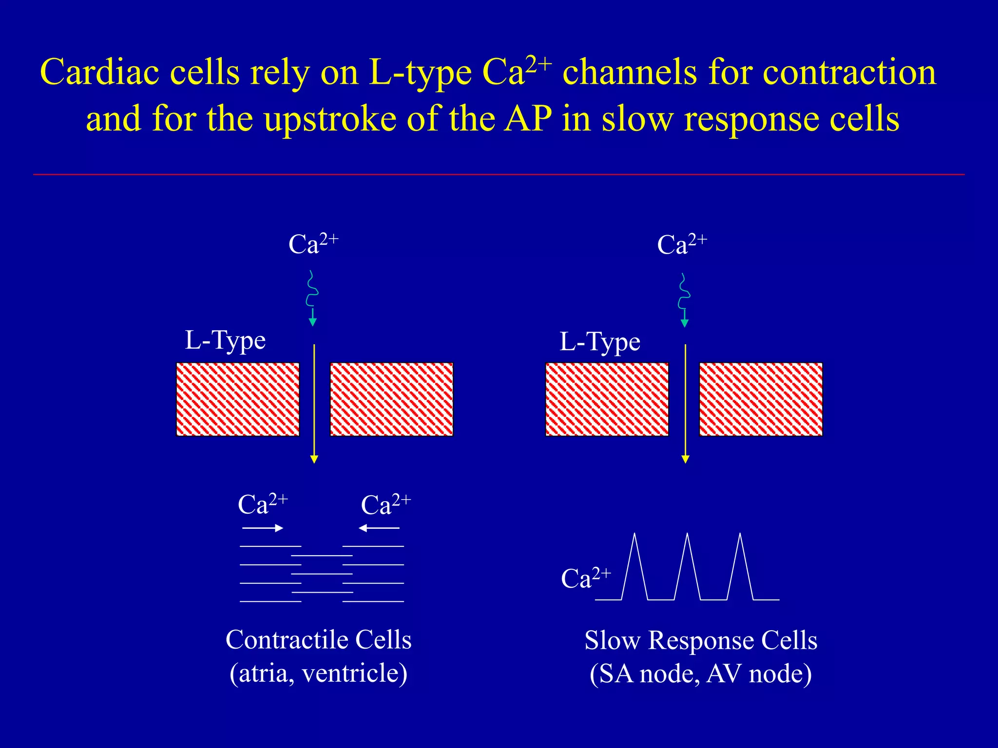 Cardiac cells rely on L-type Ca2+ channels for contraction
and for the upstroke of the AP in slow response cells
Contractile Cells
(atria, ventricle)
L-Type
Ca2+
Ca2+ Ca2+
Slow Response Cells
(SA node, AV node)
L-Type
Ca2+
Ca2+
 