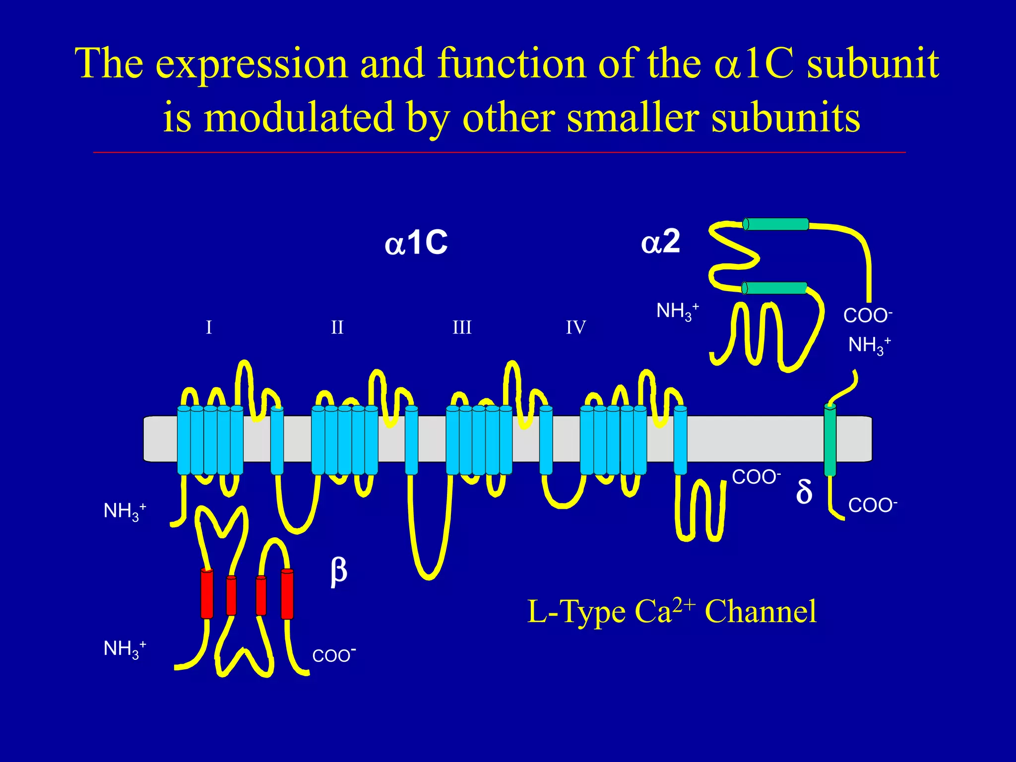 NH3
+
NH3
+
COO-
COO-
b
1C
NH3
+
COO-
2
I II III IV
COO-
NH3
+
d
The expression and function of the 1C subunit
is modulated by other smaller subunits
L-Type Ca2+ Channel
 