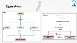 Regulation
PTH
Vitamin D
 
