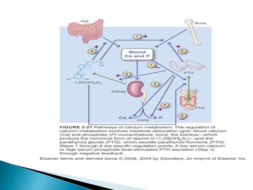 Calcium & factors affecting absortion of it