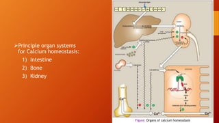 Principle organ systems
for Calcium homeostasis:
1) Intestine
2) Bone
3) Kidney
Figure: Organs of calcium homeostasis
 