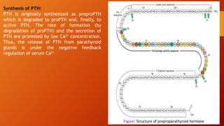 Synthesis of PTH:
PTH is originally synthesized as preproPTH
which is degraded to proPTH and, finally, to
active PTH. The rate of formation (by
degradation of proPTH) and the secretion of
PTH are promoted by low Ca2+ concentration.
Thus, the release of PTH from parathyroid
glands is under the negative feedback
regulation of serum Ca2+
Figure: Structure of preproparathyroid hormone
 