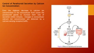 Control of Parathyroid Secretion by Calcium
Ion Concentration:
Even the slightest decrease in calcium ion
concentration in the extracellular fluid causes the
parathyroid glands to increase their rate of
secretion within minutes. Changes in extracellular
calcium ion concentration are detected by a
calcium-sensing receptor(CaSR).
Figure: Effects of parathyroid hormone
 
