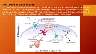 Mechanism of action of PTH :
PTH binds to a membrane receptor protein on the target cell and activates adenylate cyclase to
liberate cAMP
. This, in turn, promotes the phosphorylation of proteins (by kinases) which, finally
brings about the biological actions. PTH has 3 independent tissues-bone, kidneys and intestine-to
exert its action. The prime function of PTH is to elevate serum calcium level.
Figure: Mechanism of action of PTH
 