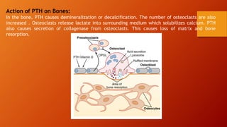 Action of PTH on Bones:
In the bone, PTH causes demineralization or decalcification. The number of osteoclasts are also
increased . Osteoclasts release lactate into surrounding medium which solubilizes calcium. PTH
also causes secretion of collagenase from osteoclasts. This causes loss of matrix and bone
resorption.
 