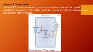 Action of PTH on kidney:
In kidney, PTH causes decreased renal excretion of calcium and increased
excretion of phosphates. The action is mainly through increase in reabsorption of
calcium from kidney tubules.
Figure: Action of PTH on kidney
 
