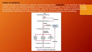 Action of calcitriol:
Calcitriol induces the synthesis of a specific calcium binding protein, Calbindin, in the intestinal cells. This
protein increases the intestinal absorption of calcium as well as phosphate. Thus blood Ca level is increased
by calcitriol (the active vitamin D). Furthermore, calcitriol stimulates calcium uptake by osteoblasts of bone
and promotes calcification or mineralization (deposition of calcium phosphate) and remodeling
Figure: Action of calcitriol
 