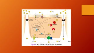 Figure: Action of calcitriol on intestine
 