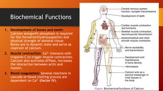 Biochemical Functions
1. Development of bones and teeth:
Calcium alongwith phosphate is required
for the formation(hydroxyapatite) and
physical strength of skeletal tissue.
Bones are in dynamic state and serve as
reservoir of calcium.
2. Muscle contraction: Ca2+ interacts with
troponin C to trigger muscle contraction.
Calcium also activates ATPase, increases
the interaction between actin and
myosin.
3. Blood coagulation: Several reactions in
cascade of blood clotting process are
dependent on Ca2+ (factor IV).
Figure: Biochemical functions of Calcium
 