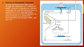 4. Calcium as intracellular messenger:
Certain hormones exert their action
through the mediation Ca2+ (instead of
cAMP). Calcium is regarded as a second
messenger for such hormonal action e.g.
epinephrine in liver glycogenolysis.
Calcium serves as a third messenger for
some hormones e.g. antidiuretic
hormone(ADH) acts through cAMP), and
then Ca2+ .
 